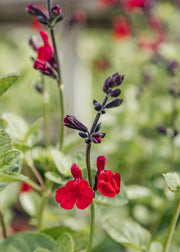 Salvia Salvia ‘Jemima’s Gem’, 2L 