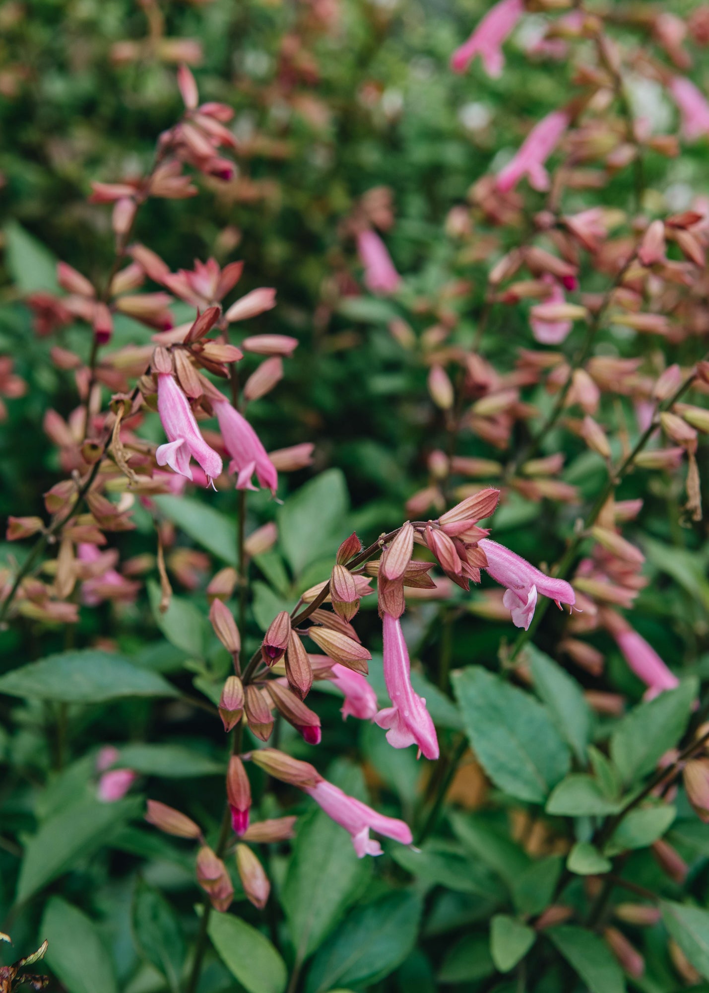 Salvia Kisses and Wishes