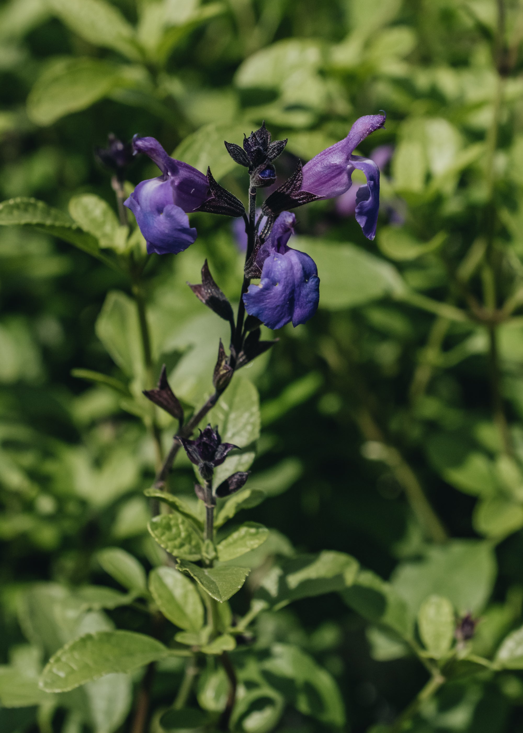 Salvia Lavender Dilly Dilly Burford Garden Co.