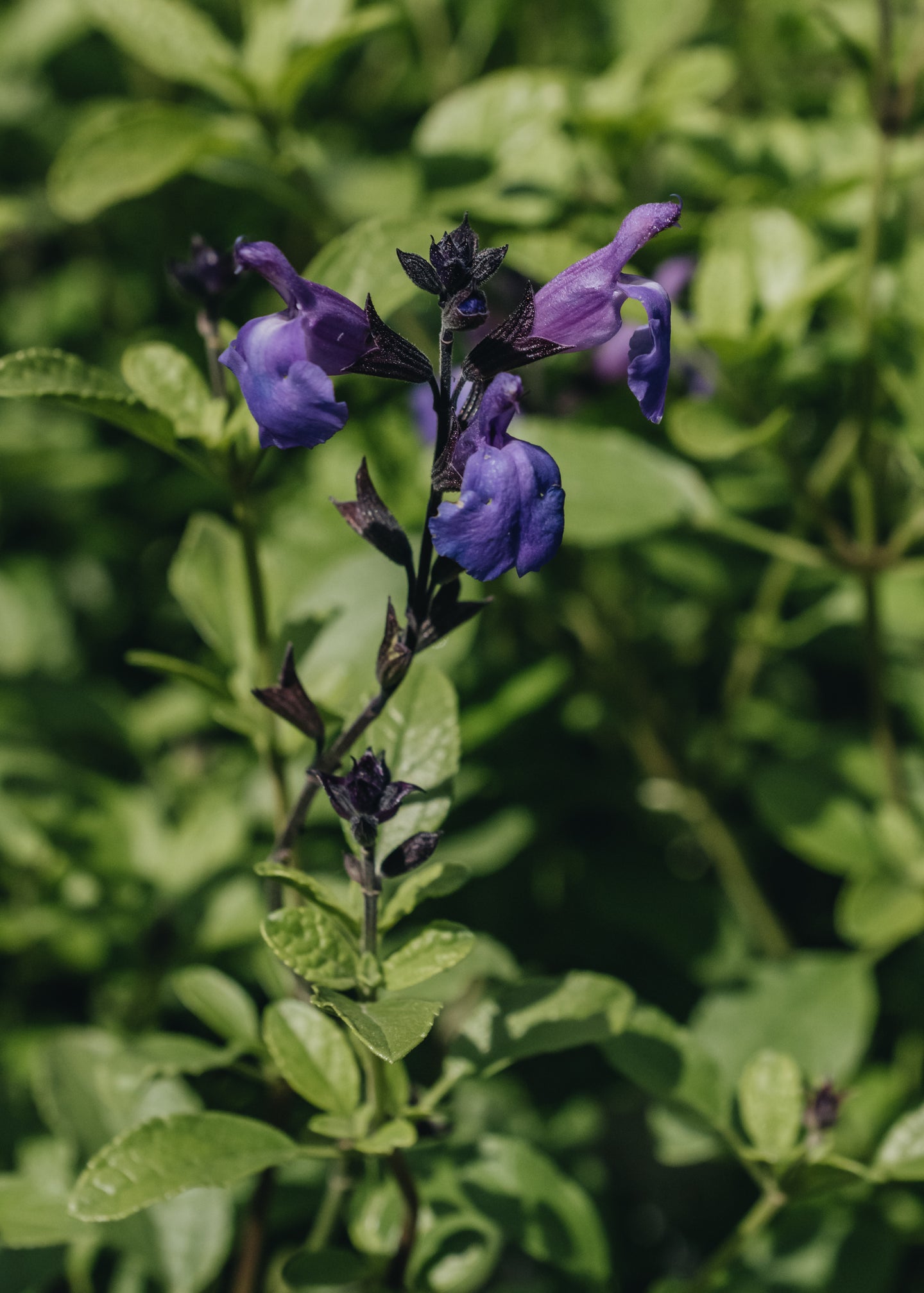 dilly dilly lavender plant Salvia Lavender Dilly Dilly