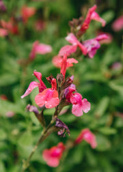Salvia Salvia 'Magical Amazone', 3L