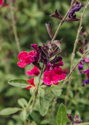 Salvia Salvia 'Magical Amazone', 3L