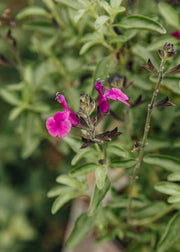 Salvia 'Magical Tigris', 3L