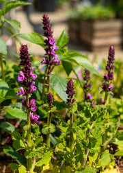 Hairy Pot Salvia nemorosa 'May Night', 1L