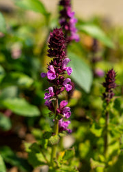 Hairy Pot Salvia nemorosa 'May Night', 1L