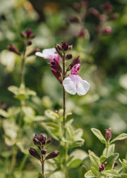 Salvia Salvia 'Melba Magic Strawberry', 2L