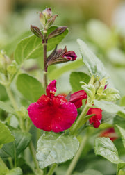 Hydrangea Salvia greggii 'Mirage Cherry Red', 2L