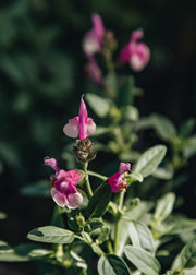 Salvia Salvia greggii 'Mirage Rose Bicolour', 2L