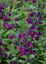 Hydrangea Salvia 'Nachtvlinder', 3L