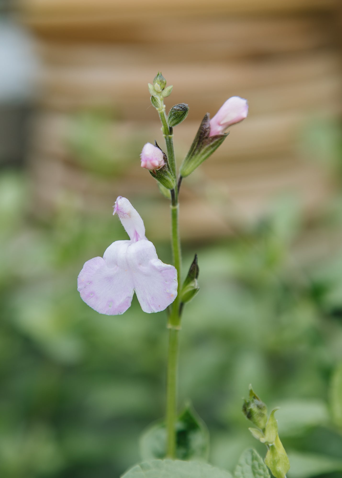 Chaenomeles Salvia Naomy Tree, 2/3L