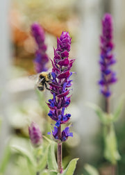 Salvia Salvia nemorosa ‘Kate Glenn’, 2L