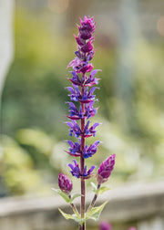 Salvia Salvia nemorosa ‘Kate Glenn’, 2L