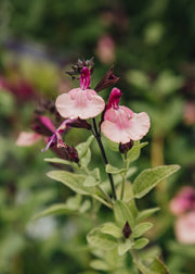Salvia Salvia 'Peach Melba', 2L