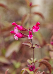 Salvia Salvia hybrida 'Pink Mulberry', 2L