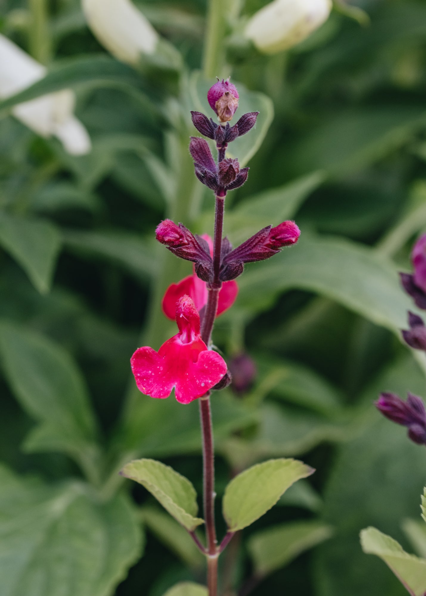 Salvia Pink Pong