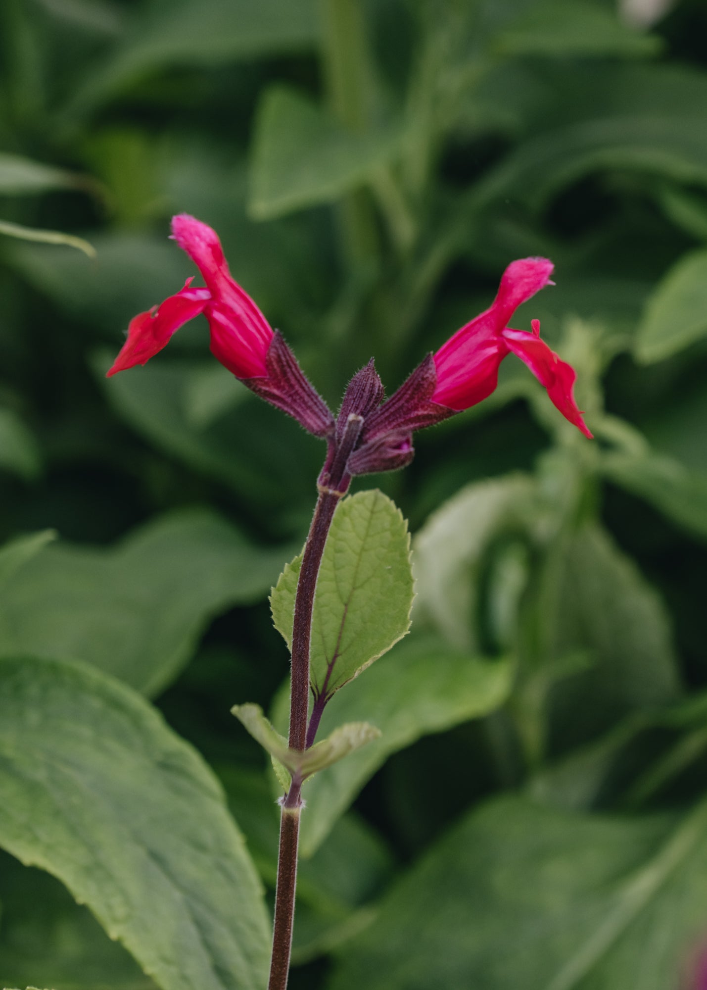 Salvia Pink Pong