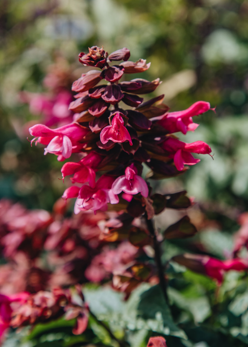 Clematis Salvia Rockin Red Flamingo, 2/3L