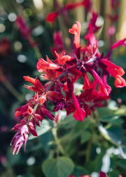 Salvia Salvia Roman Red, 2/3L