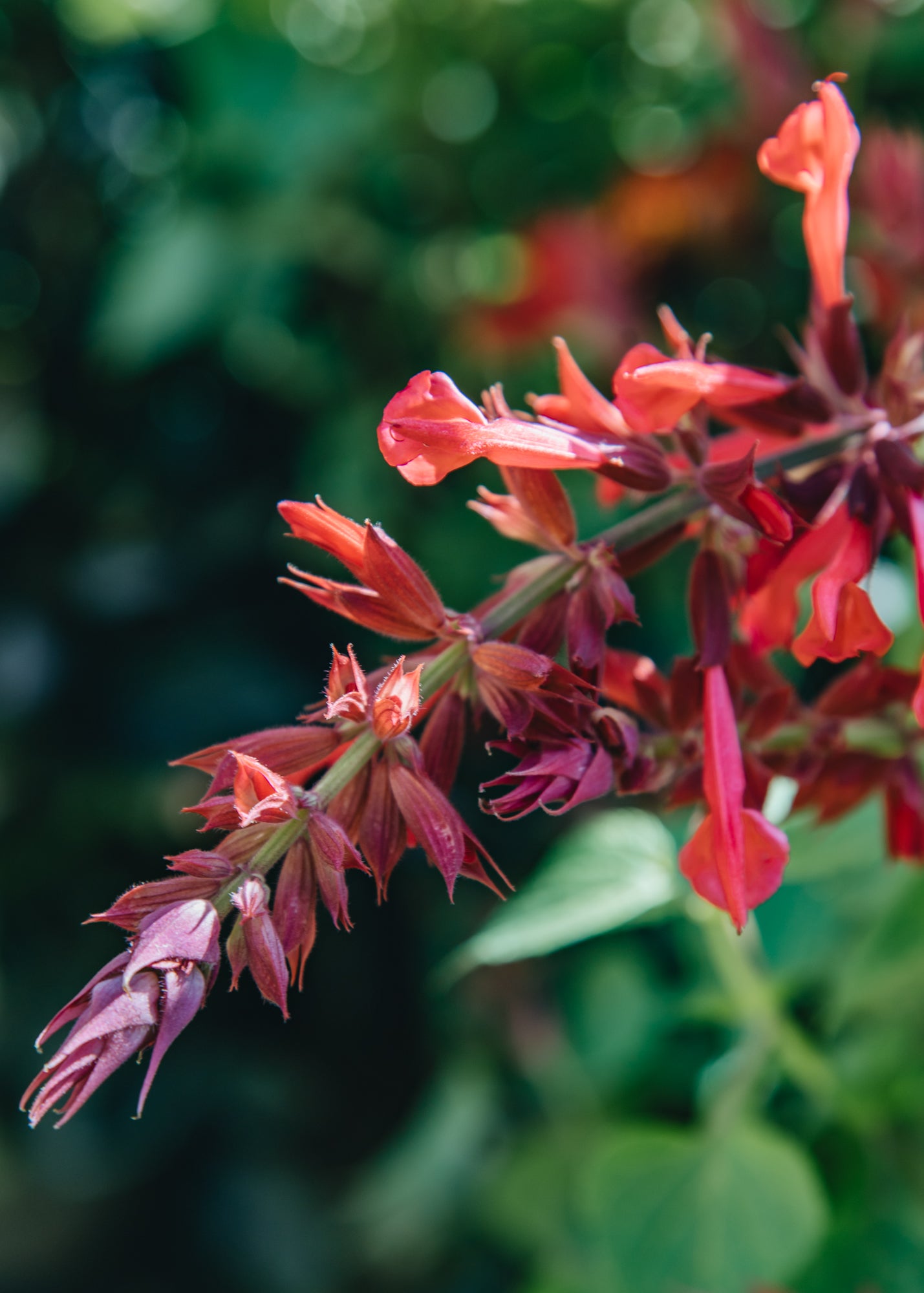 Salvia Salvia Roman Red, 2/3L