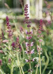 Salvia Salvia ‘Rose Queen’, 2L