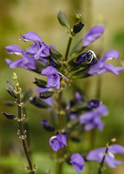Salvia ‘Salgoon Lake Blueberry’, 2L