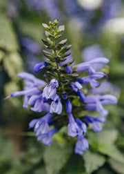 Salvia ‘Salgoon Lake Como’, 2L