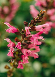Salvia ‘Salgoon Lake Flamingo’, 2L 