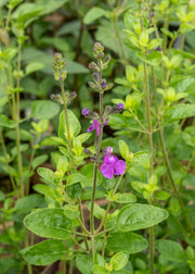 Hairy Pot Salvia greggii 'Salvito Violet', 1L