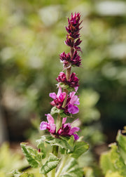 Hairy Pot Salvia 'Sensation Pink', 1L