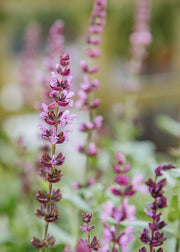 Salvia Salvia nemorosa Sensation Deep Rose, 2/3L