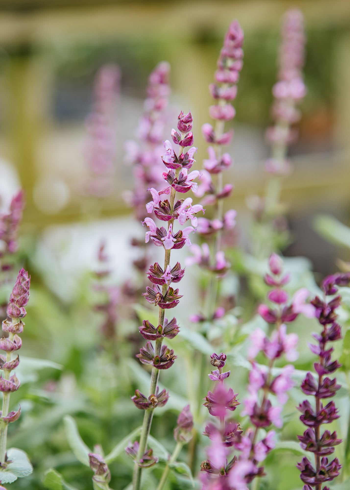 Salvia Salvia nemorosa Sensation Deep Rose, 2/3L