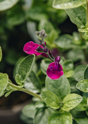 Salvia Salvia microphylla 'Viola's Darling', 2L