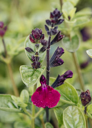 Hydrangea Salvia microphylla 'Viola's Darling', 2L