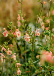Salvia x jamensis ‘Belle de Loire’, 2L