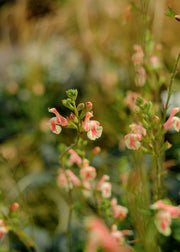 Salvia Salvia x jamensis ‘Belle de Loire’, 2L