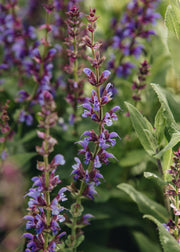 Salvia Salvia pratensis ‘Indigo’, 2L
