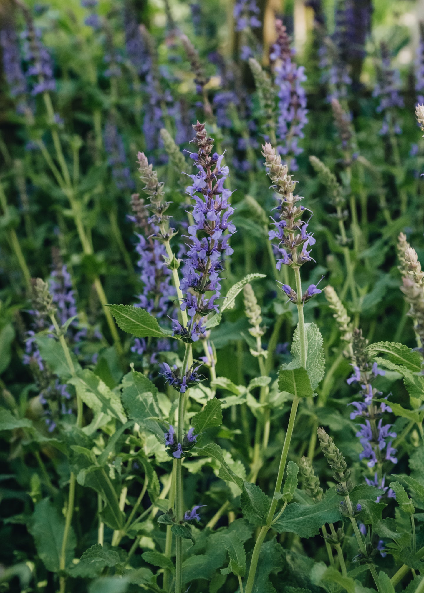 David Austin Roses Salvia x sylvestris Blauhugel 2/3L