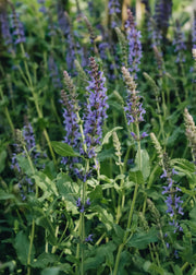 David Austin Roses Salvia x sylvestris Blauhugel 2/3L