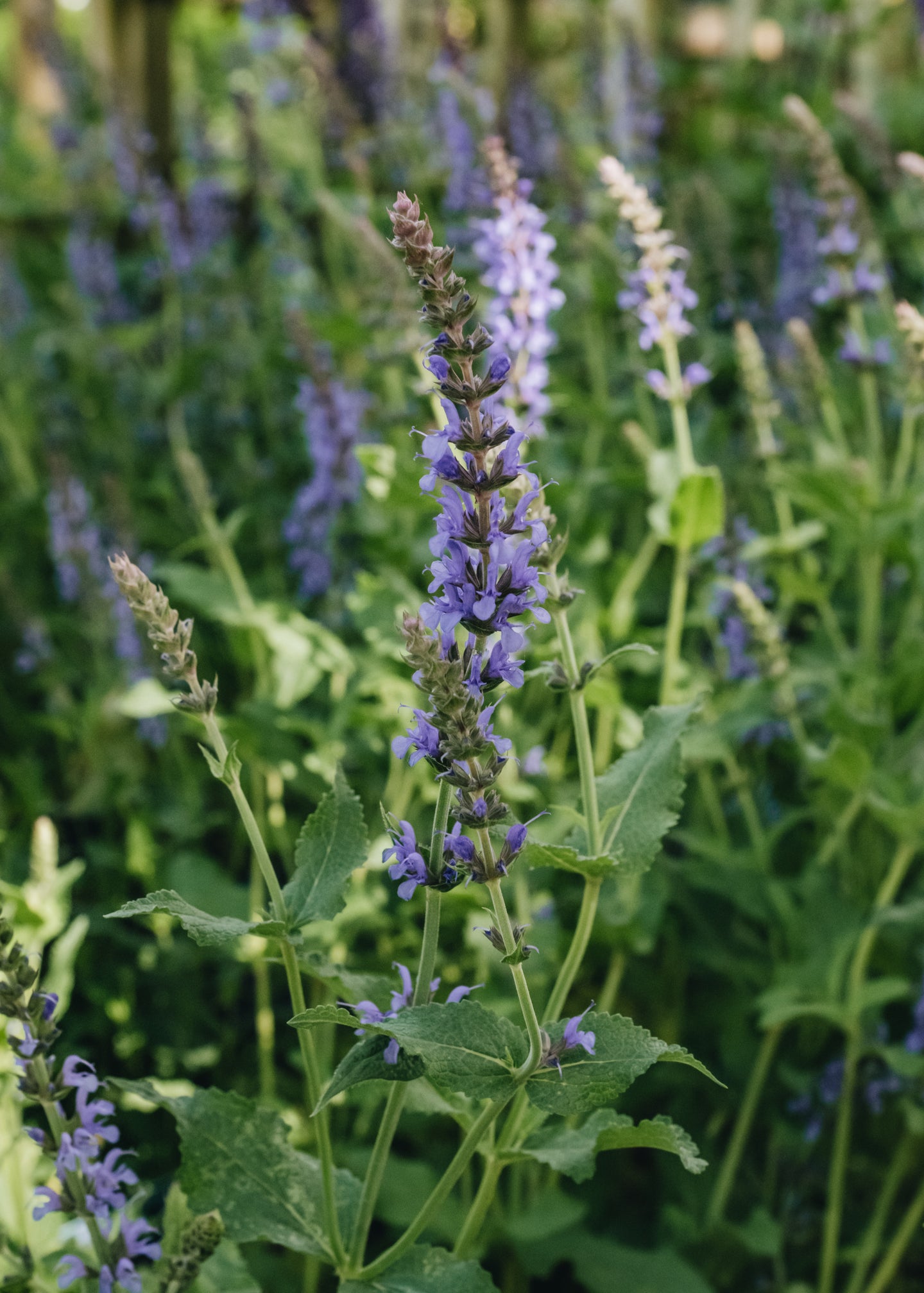 Salvia Salvia x sylvestris Blauhugel 2/3L