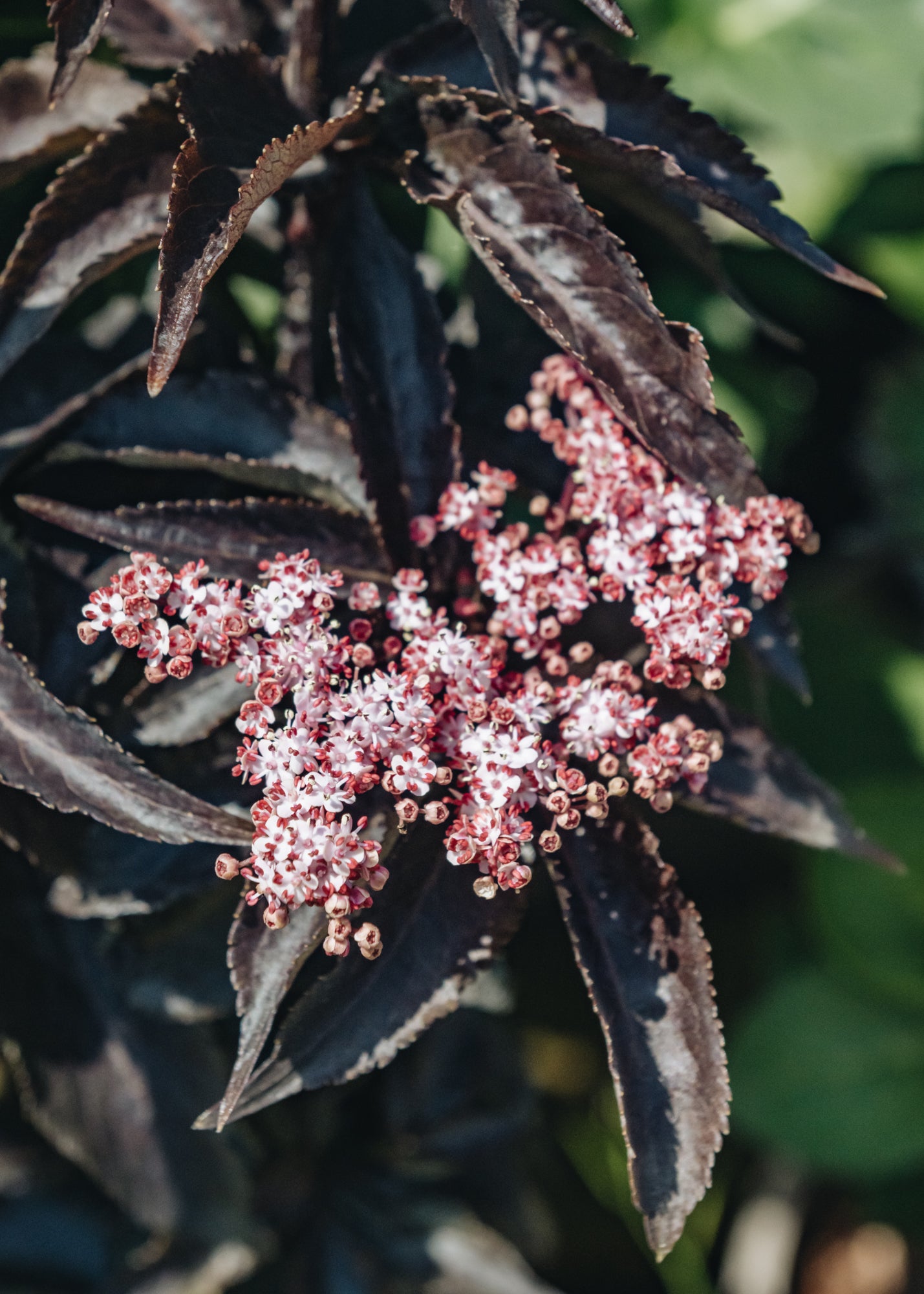 Sambucus Black Tower
