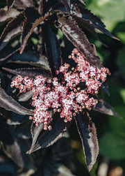 Sambucus Black Tower
