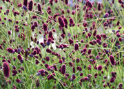 Sanguisorba 'Plum Drops', 3L