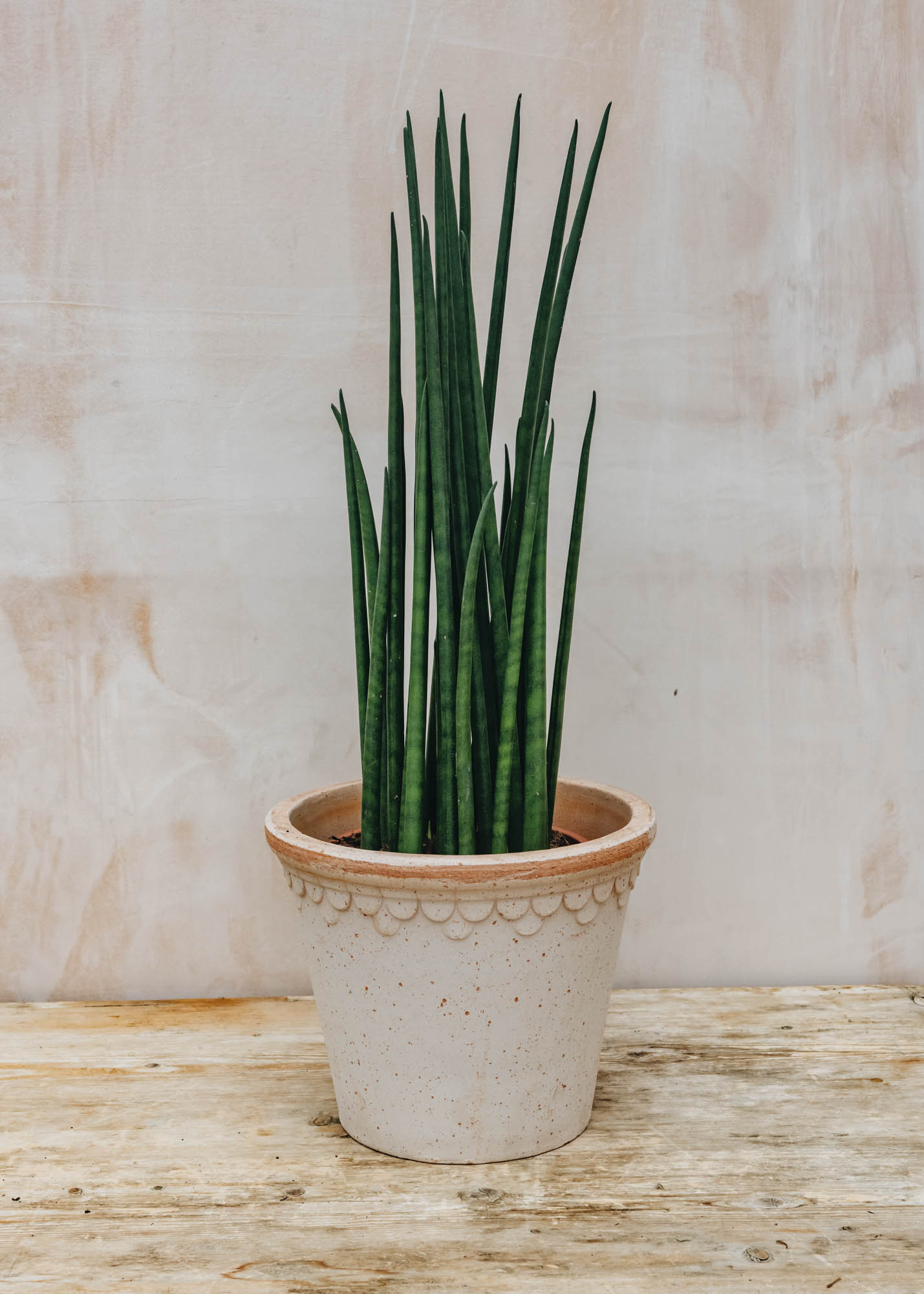 Sansevieria Mikado