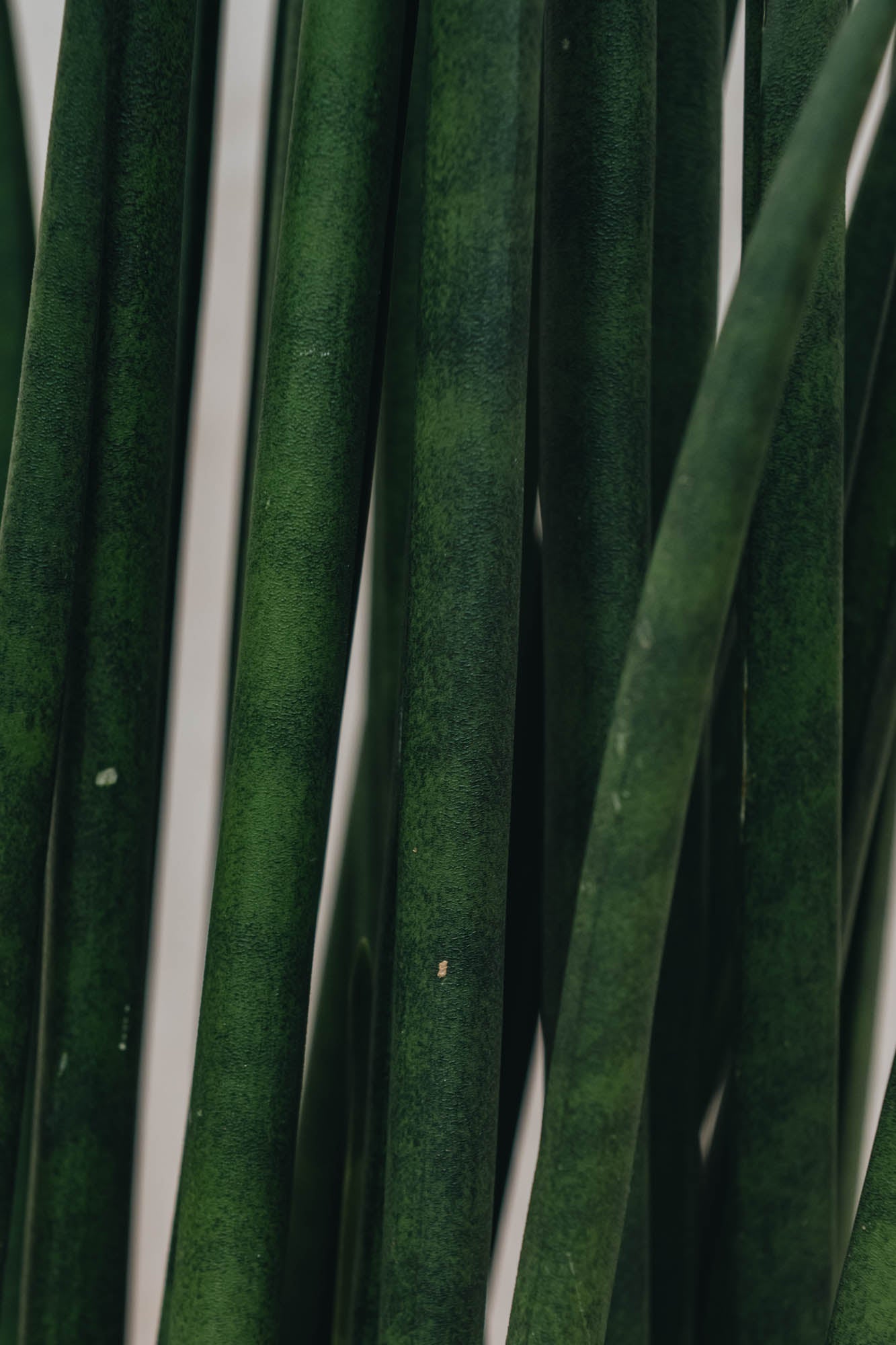 Burford Garden Co. Sansevieria Mikado