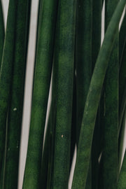 Burford Garden Co. Sansevieria Mikado
