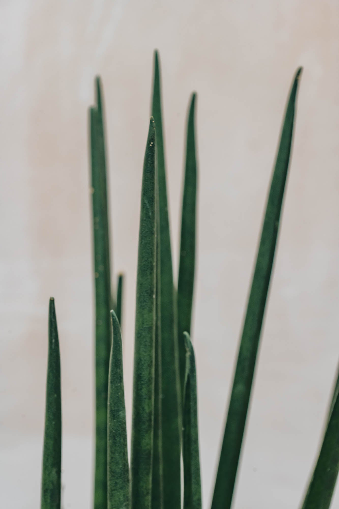 Burford Garden Co. Sansevieria Mikado