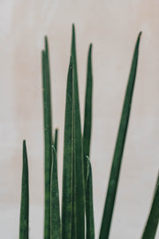 Sansevieria Mikado