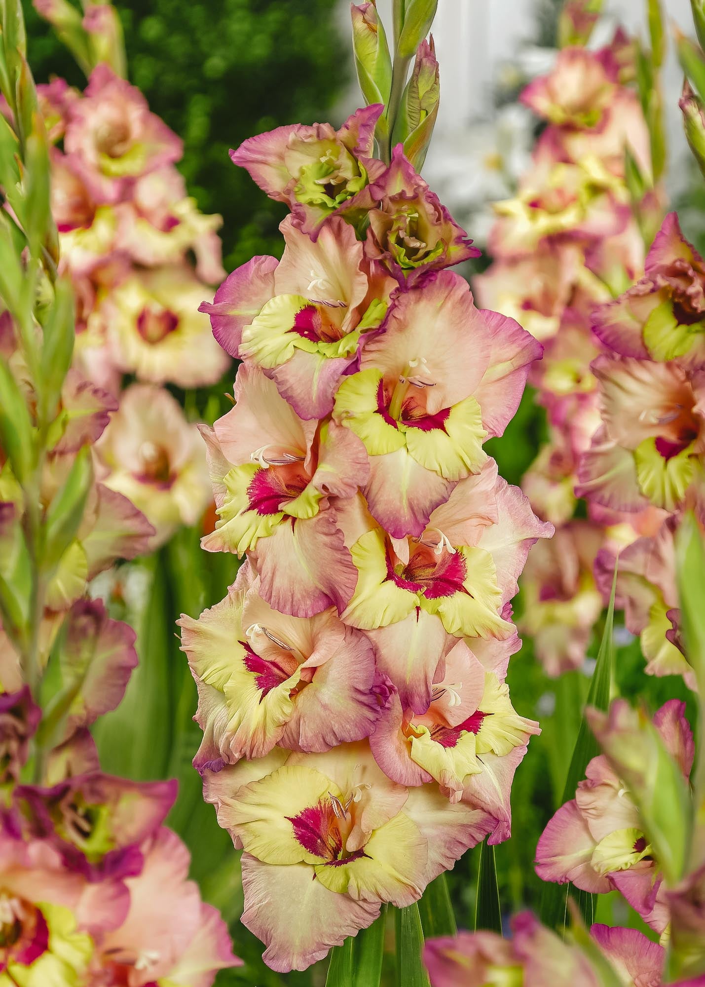 Gladiolus 'Sapporo', pack of 15 corms