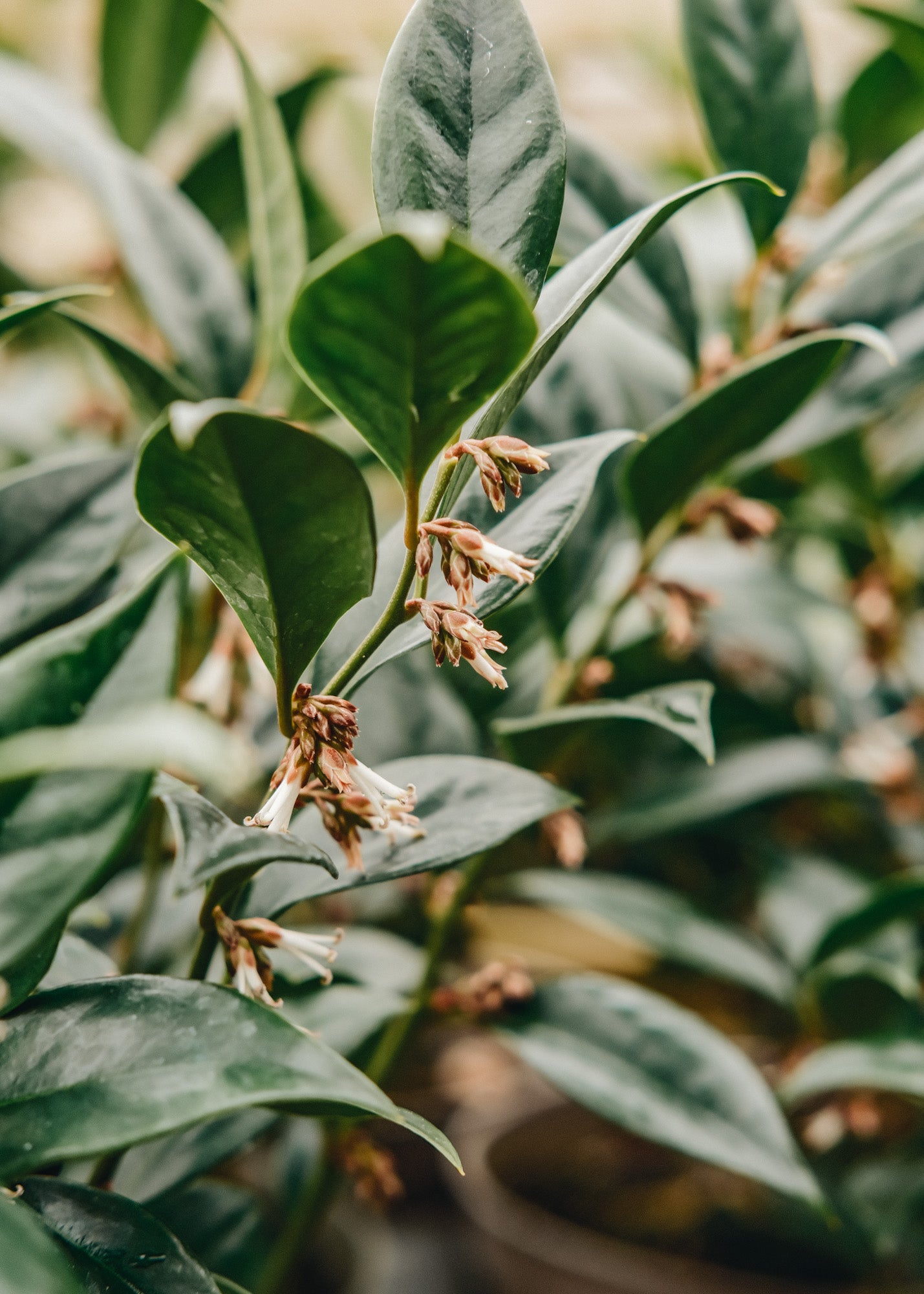 Chaenomeles Sarcococca orientalis 3L