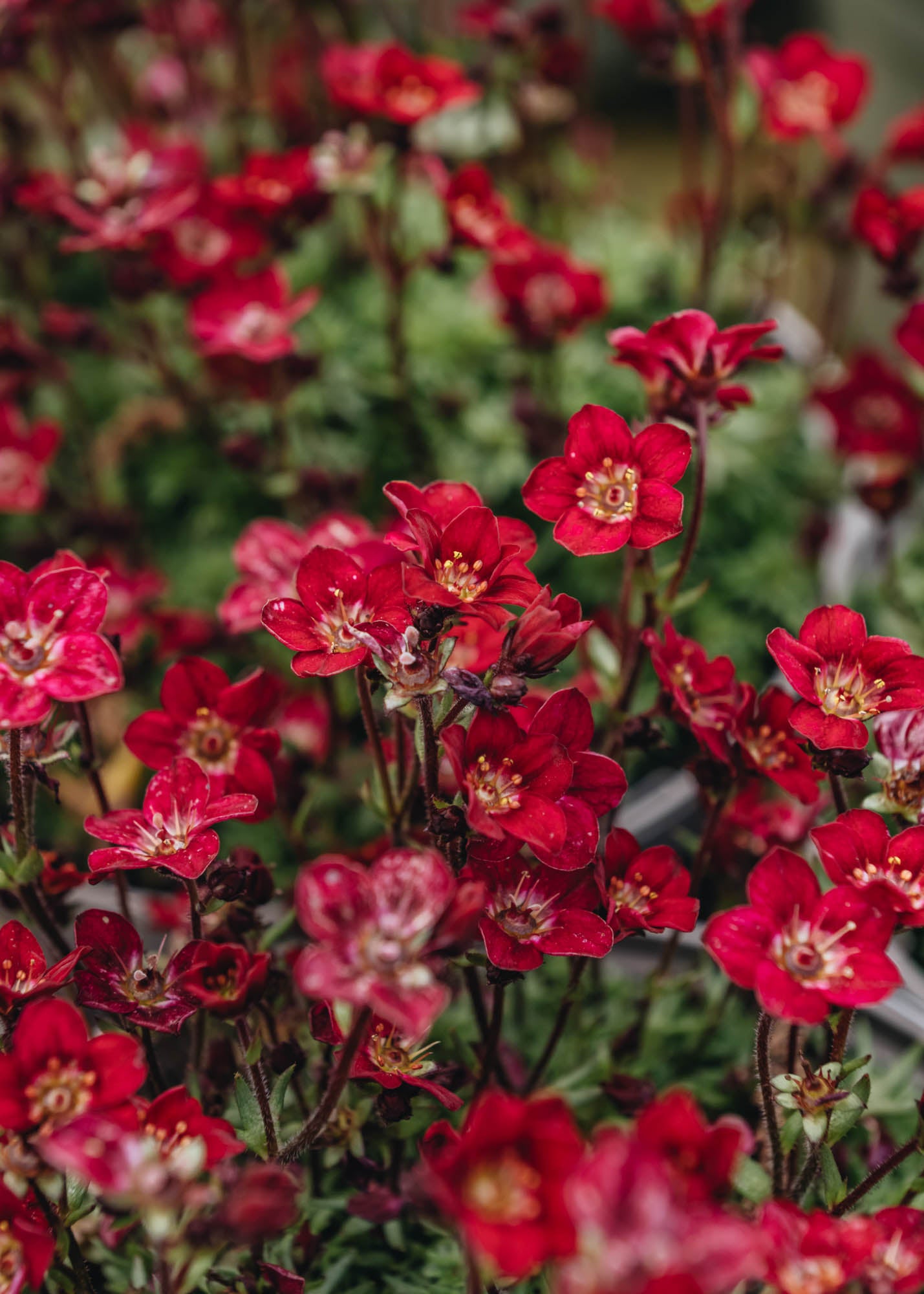 Laurus Nobilis Saxifraga touran Deep Red